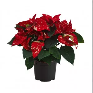 Vianočná ruža (Poinsettia) Snowfire, červená/žoltá, 14 cm ®