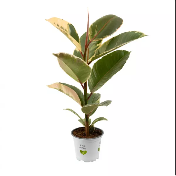 Fikus robusta, zelený Aqua, 10.5 cm ®