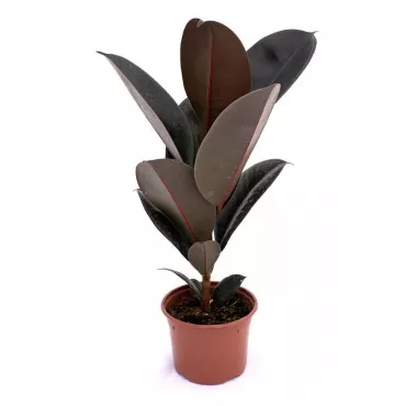 Fikus robusta, zelený Sevilla, 10.5 cm ®