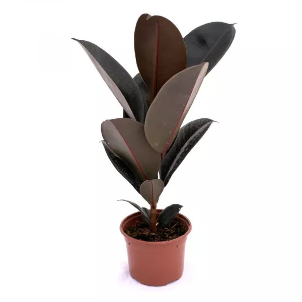 Fikus robusta, zelený Sevilla, 10.5 cm ®