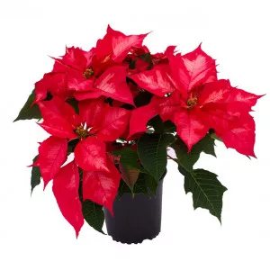 Vianočná ruža (Poinsettia) Noël Rouge, červená, 12 cm ®