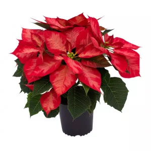 Vianočná ruža (Poinsettia) Noël Rouge, červená, 14 cm ®