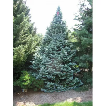 Jedľa lasiocarpa (Abies lasiocarpa arizonica) v kvetináči P6