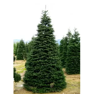 Jedľa nordmanniana (Abies nordmanniana) v kvetináči P6