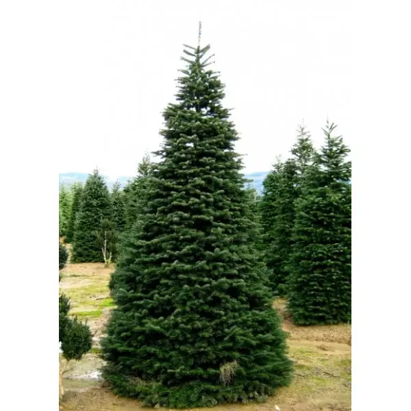 Jedľa nordmanniana (Abies nordmanniana) v kvetináči P6