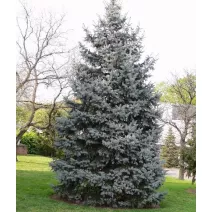 Jedľa concolor (Abies concolor) v kvetináči P6