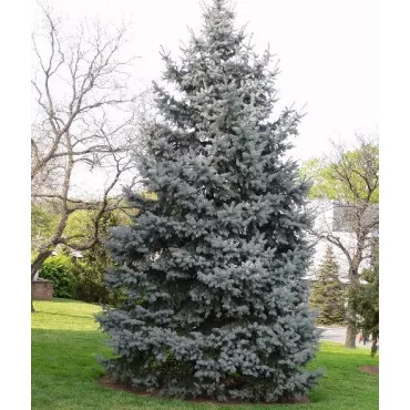 Jedľa concolor (Abies concolor) v kvetináči P6