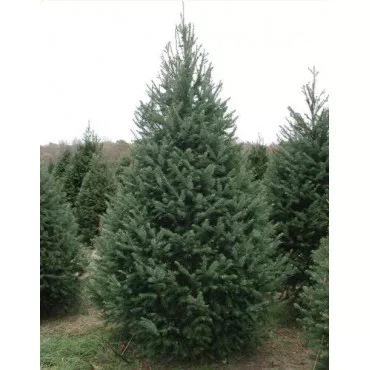 Duglaska (Pseudotsuga menziesii) v kvetináči P12