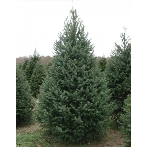 Duglaska (Pseudotsuga menziesii) v kvetináči P12