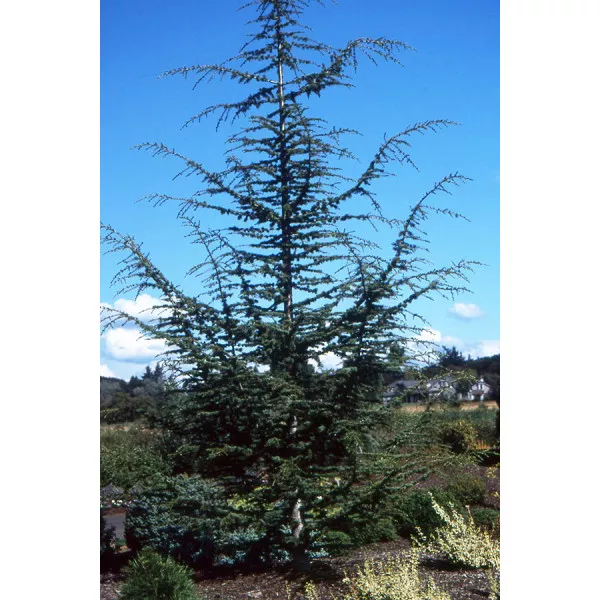 Céder libanonský (Cedrus libani) v kvetináči C1