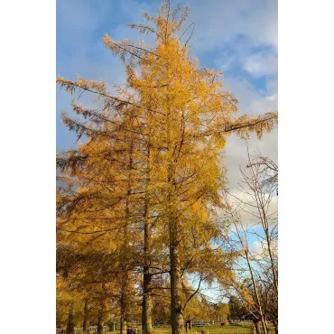 Smrekovec (Larix decidua) v kvetináči C1