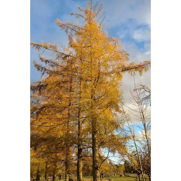 Smrekovec (Larix decidua) v kvetináči C1