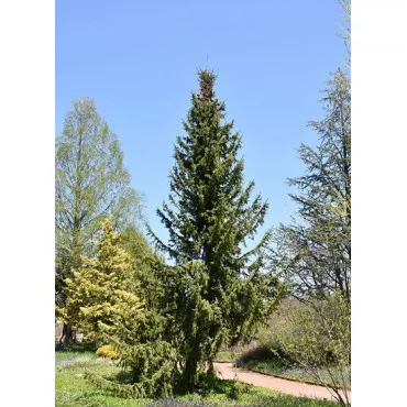 Smrek srbský (Picea omorika) v kvetináči C1
