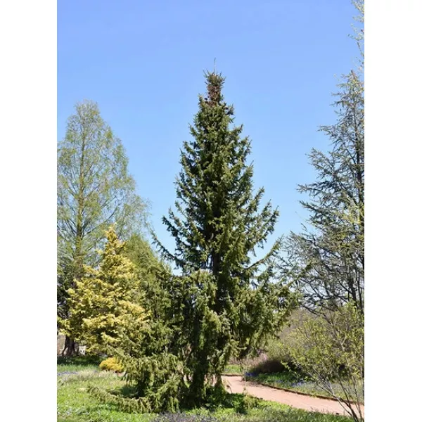 Smrek srbský (Picea omorika) v kvetináči C1