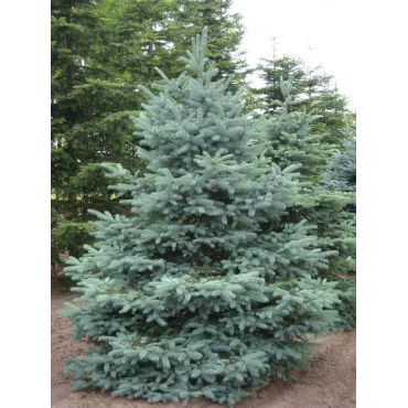 Smrek strieborný San Juan (Picea pungens Glauca San Juan) v kvetináči C1