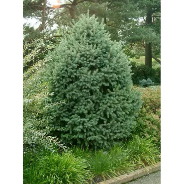 Smrek Engelmannov (Picea engelmannii) v kvetináči C1