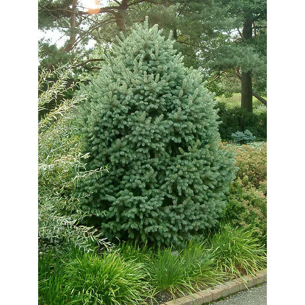 Smrek Engelmannov (Picea engelmannii) v kvetináči C1
