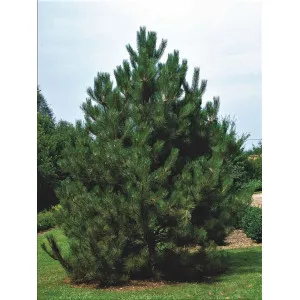 Borovica čierna rakúska (Pinus nigra austriaca) v kvetináči C1