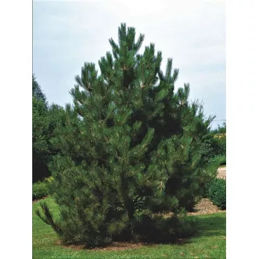 Borovica čierna rakúska (Pinus nigra austriaca) v kvetináči C1
