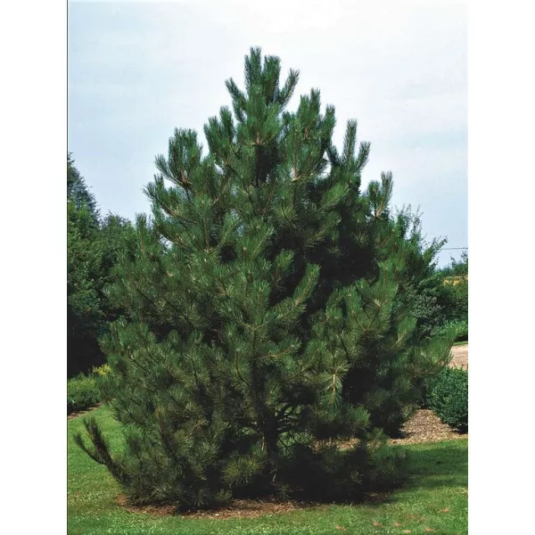 Borovica čierna rakúska (Pinus nigra austriaca) v kvetináči C1
