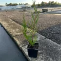 Leylandský cyprus (Cupressocyparis leylandii) 50-60 cm, v črepníku