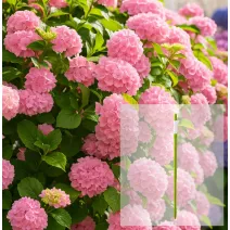 Balíček  Hortenzia kalinolistá Bouquet Rose + AquaStick SUStee, veľkosť L, zelený