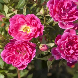 Miniatúrna ruža Graciously Pink ® v kvetináči 3L