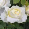 Floribunda ruža Kronprinsesse Mary ® v kvetináči 3L