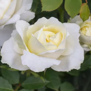 Floribunda ruža Kronprinsesse Mary ® v kvetináči 3L