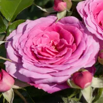 Floribunda ruža Berleburg ® v kvetináči 3L