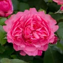 Floribunda ruža Leonardo da Vinci ® v kvetináči 3L