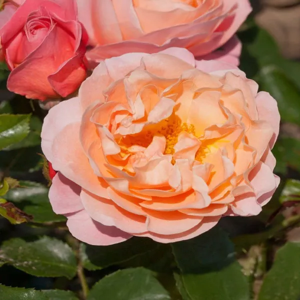 Floribunda ruža Marie Curie ® v kvetináči 3L