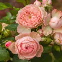 Floribunda ruža Pink Meilove ® v kvetináči 3L
