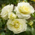 Floribunda ruža White Meilove ® v kvetináči 3L