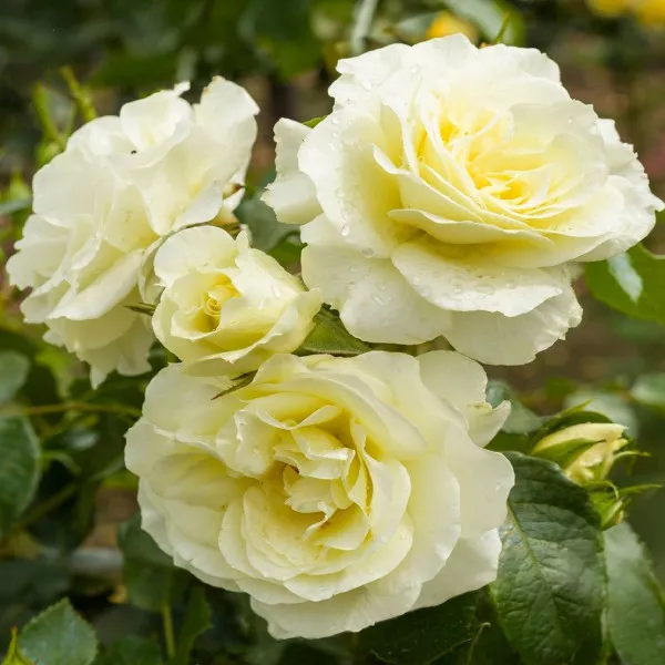 Floribunda ruža White Meilove ® v kvetináči 3L