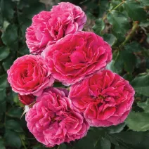 Floribunda ruža Dolce ® v kvetináči 3L