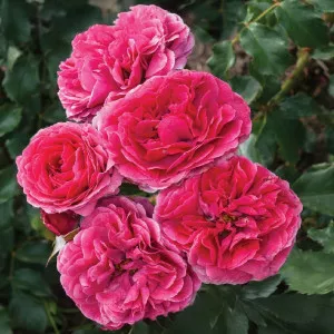 Floribunda ruža Dolce ® v kvetináči 3L