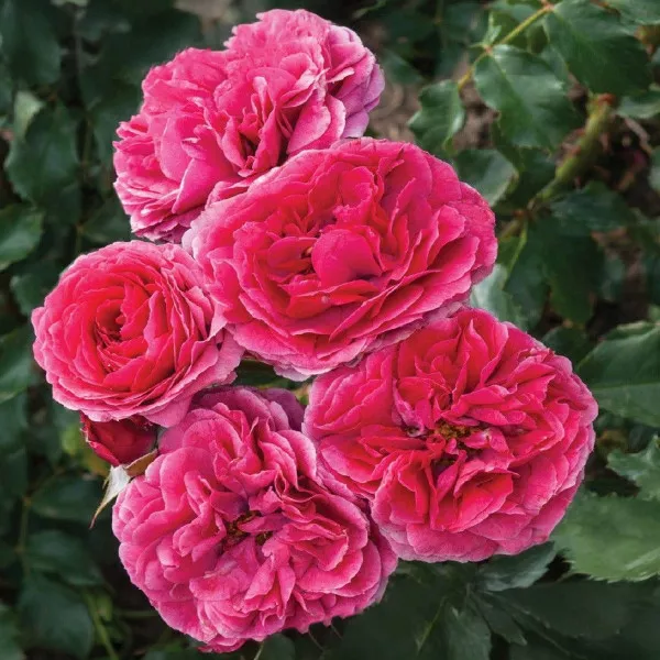 Floribunda ruža Dolce ® v kvetináči 3L