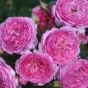 Floribunda ruža Renée van Wegberg ® v kvetináči 3L