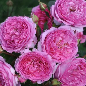 Floribunda ruža Renée van Wegberg ® v kvetináči 3L