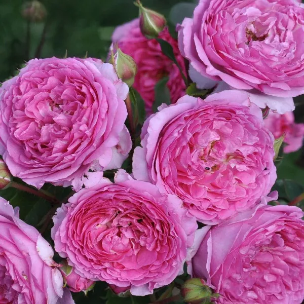 Floribunda ruža Renée van Wegberg ® v kvetináči 3L