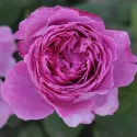 Floribunda ruža Adore Aroma ® v kvetináči 3L