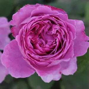 Floribunda ruža Adore Aroma ® v kvetináči 3L