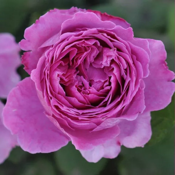 Floribunda ruža Adore Aroma ® v kvetináči 3L