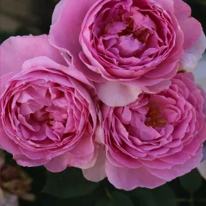 Floribunda ruža Magic Aroma ® v kvetináči 3L