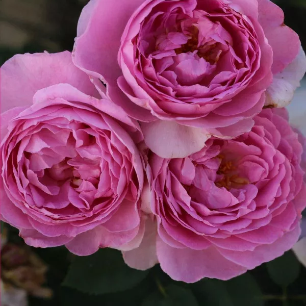 Floribunda ruža Magic Aroma ® v kvetináči 3L