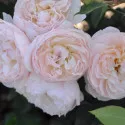 Floribunda ruža Natural Aroma ® v kvetináči 3L