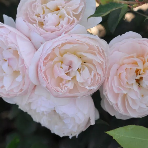 Floribunda ruža Natural Aroma ® v kvetináči 3L