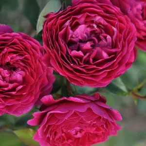 Floribunda ruža Pure Aroma ® v kvetináči 3L