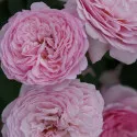 Floribunda ruža Unique Aroma ® v kvetináči 3L